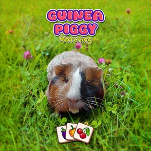 Guinea Piggy Matching